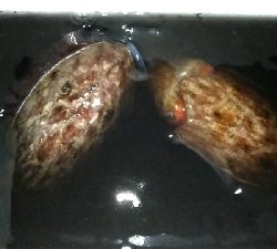 元旦初釣りエギング